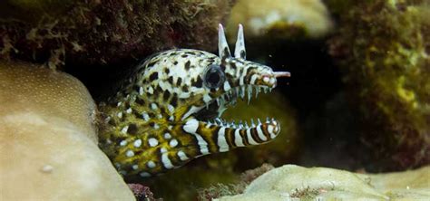 Moray Eel Species for the Aquarium | Tropical Fish Hobbyist Magazine