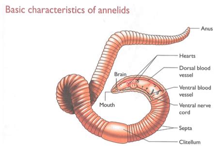 2.1 (Basic characteristics of annelids, arthropods and insects ...