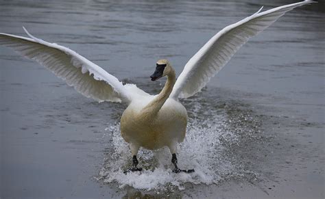 Trumpeter swan Photograph by Brian Stevens - Fine Art America