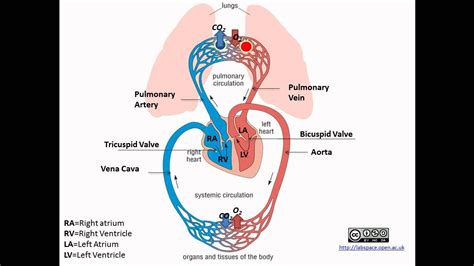 What Best Describes the Flow of Blood in Systemic Circulation