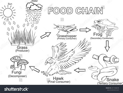 Food Chain Animals Outline Vector Additional Stock Vector (Royalty Free ...