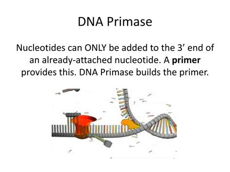 The Role Of DNA Promase In DNA Replication – 10th Collection