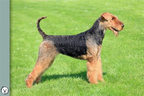 Airedale Terrier Coat Colors | Coats and Colors