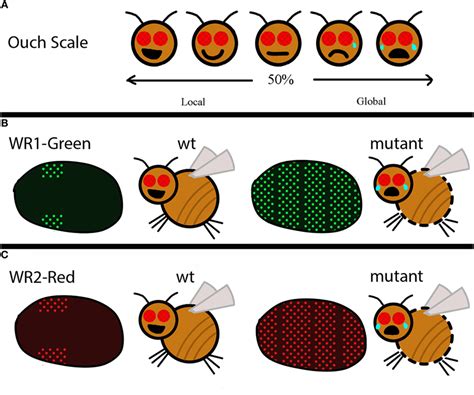 How Does a Fruit Fly Say “Ouch”? · Frontiers for Young Minds