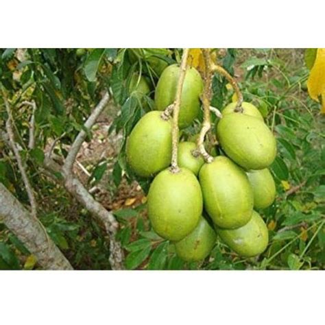 Well Watered Amra Fruit Plant at Rs 85/piece in Kolkata | ID: 20828033630