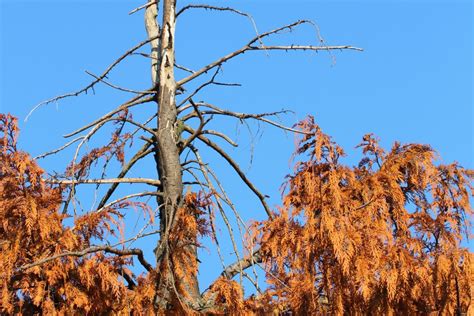 How to Spot the Signs of a Sick Tree | Tree Care Incorporated