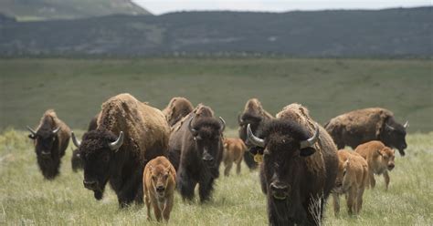 Northern Colorado genetically pure bison herd has quadrupled in size