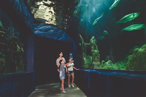 Planning A Trip To Ripley’s Aquarium Gatlinburg, TN