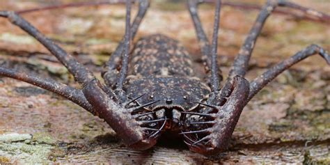 Amblypygi, aracnídeo que desperta a atenção por sua beleza peculiar