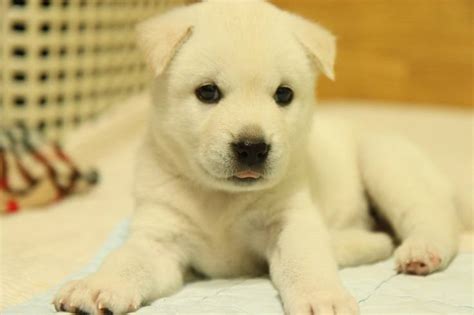 Jindo Dog Breed Info: Pictures, Personality & Facts | Hepper