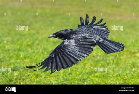 Carrion Crow flying over grass in Winter in West Sussex, England, UK ...