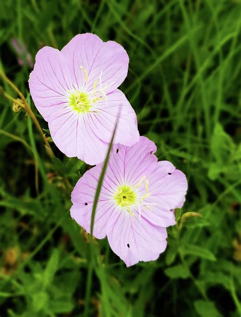 Pink Evening Primrose Photograph by John Rutledge