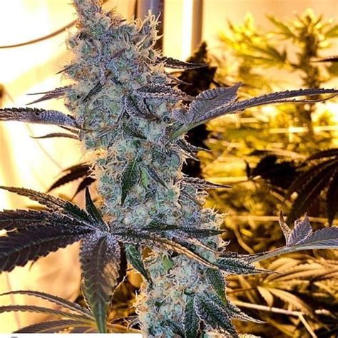 Garlic Breath Strain - Relaxing 24% THC Hybrid Cannabis Seeds