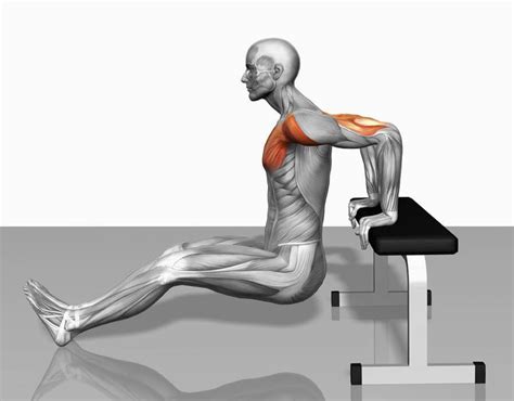 Seated Tricep Dips Muscles Worked | Review Home Decor