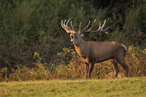 Free Photo | Red deer in the nature habitat during the deer rut ...