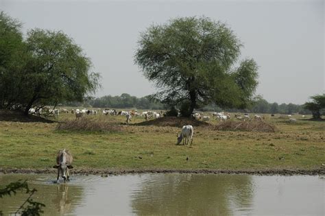 Keoladeo National Park Tour at best price in New Delhi | ID: 1867204962