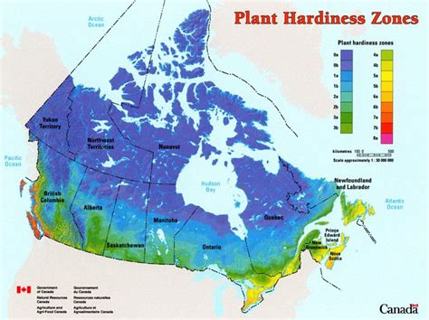 What do Plant Hardiness Zones mean? | Jardinerie, Jardins, Ocean arctique