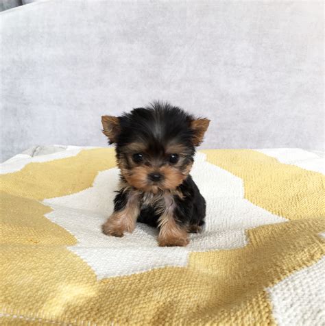 Teacup Yorkie Puppies For Sale - Photos All Recommendation