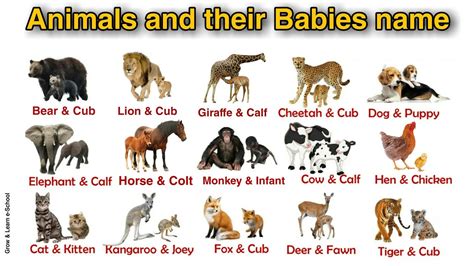 Animals and their Babies - Animals and their Young Ones - Educational ...