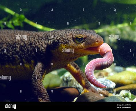 California Newt, Taricha torosa, eating a worm Stock Photo - Alamy