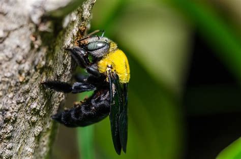 Do Carpenter Bees Sting? Here's What You Should Know - LearnBees