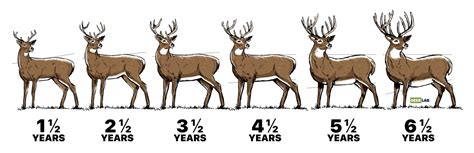 How to Age a Deer and Why It's Important