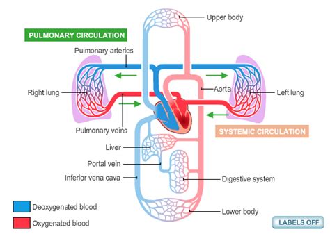 Circulatory System Diagram | New Health Advisor