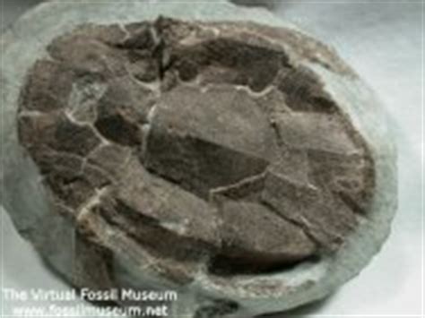 Devonian Fossils