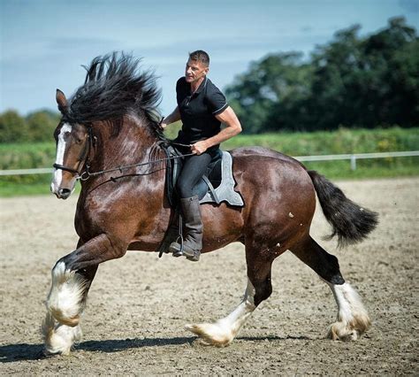 Akhal Teke, Andalusian, Appaloosa, Arabian, Cleveland Bay, Clydesdale ...