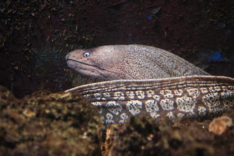 Mediterranean moray stock image. Image of nature, life - 41620121