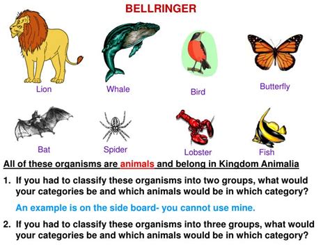 PPT - All of these organisms are animals and belong in Kingdom Animalia ...