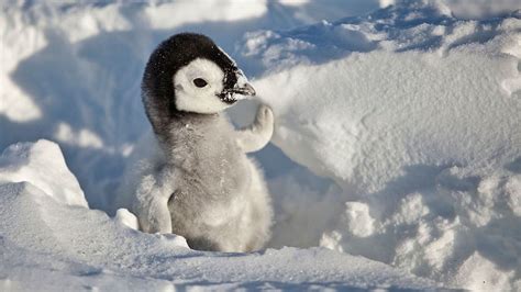 Cute Penguin Baby in Snow, baby penguin HD wallpaper | Pxfuel