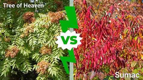 Tree of Heaven vs Sumac: Key Differences and How to Remove Them - A-Z ...