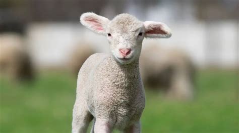 What Is A Baby Sheep Called? - SheepCaretaker