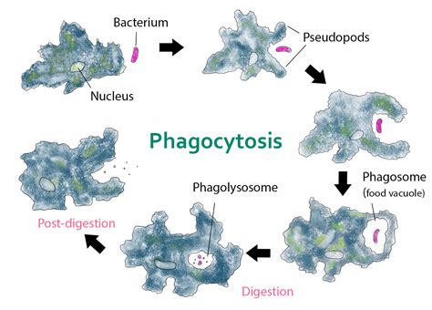 Nutrition in Amoeba: Process, Fun Facts, Digestion, Videos and Examples