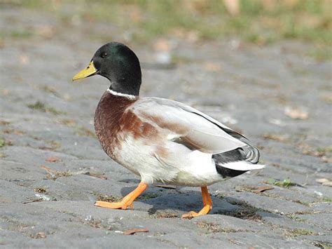 Domestic Duck can be kept as Pet at Garden or Backyard