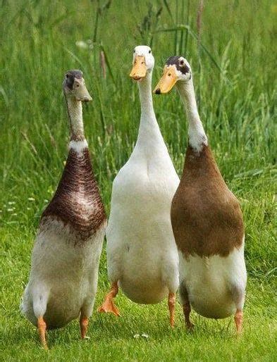 How To Keep Indian Runner Ducks - Wastereality13