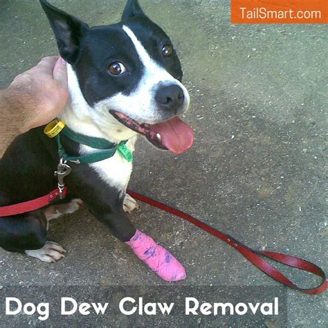 Dog Dew Claw Removal