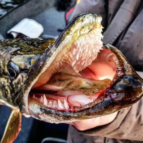 Snapping SZN is here, Strangest pike teeth ever, Trolling motor ...