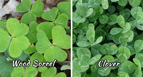 Wood Sorrel Vs. Clover - Differences & Similarities