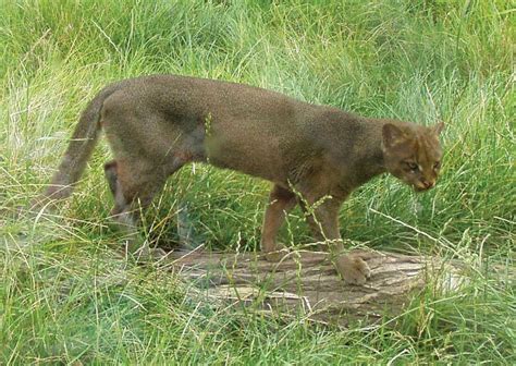 Jaguarundi | Small Cat, Neotropical, Carnivore | Britannica