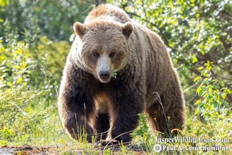 Jasper Wildlife Tours