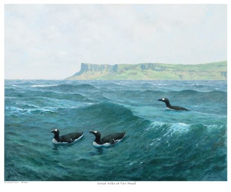 Great Auks at Fair Head — Bedrock Prints