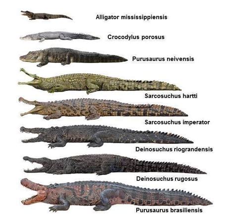 Deinosuchus - Alchetron, The Free Social Encyclopedia