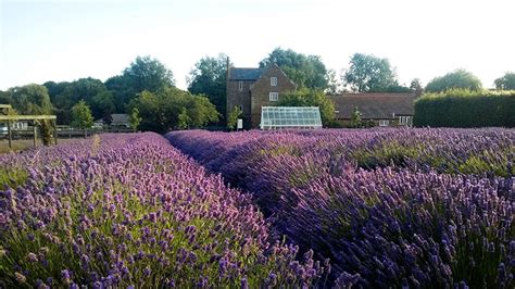 Lavender Tour | Norfolk Lavender | Lets Go Out