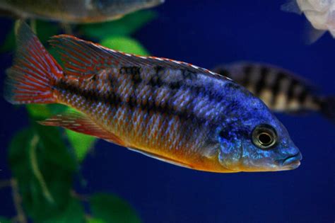 Red Empress Cichlid Care: Tank Setup, Mates, Diet & Breeding