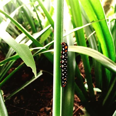 Premium Photo | Close-up of caterpillar on leaf