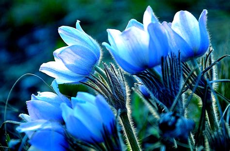 Download Blue Flower Close-up Nature Flower HD Wallpaper