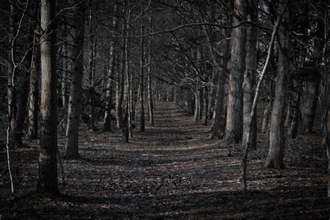 Scary Forest Wallpapers - Top Free Scary Forest Backgrounds ...