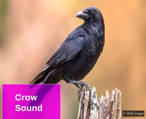 Crow Sound Free MP3 Download | Mingo Sounds